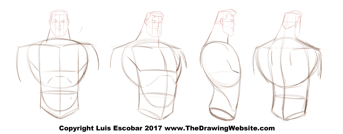drawing the torso